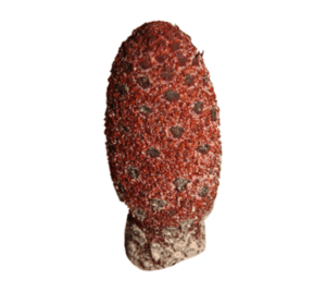 Cynomorium