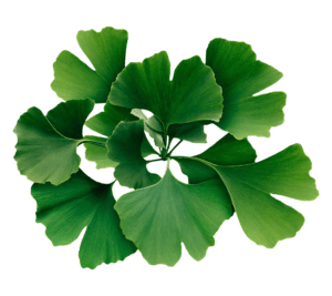 Ginkgo Biloba