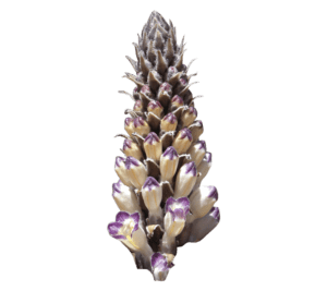Cistanche