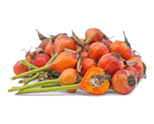 cherokee-rose-hips